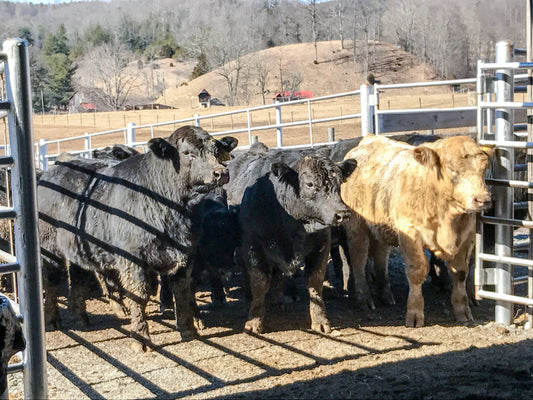 Southwest Bull Test Entry Fees