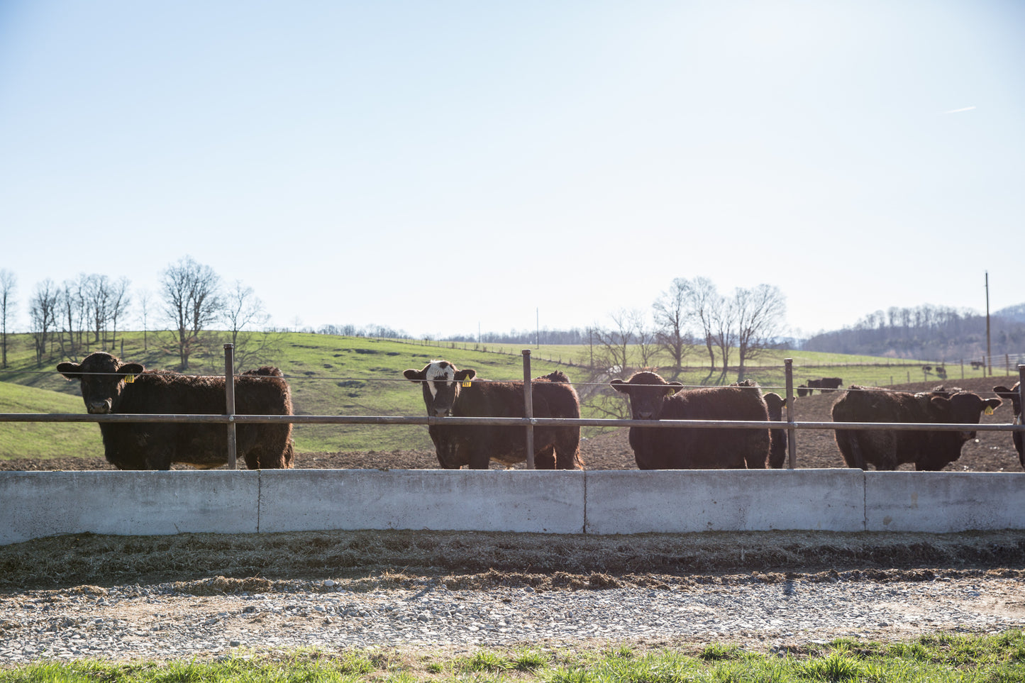 Southwest Bull Test Feed Deposit and Management Fees
