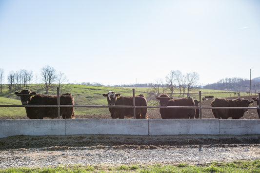 Southwest Bull Test Feed Deposit and Management Fees